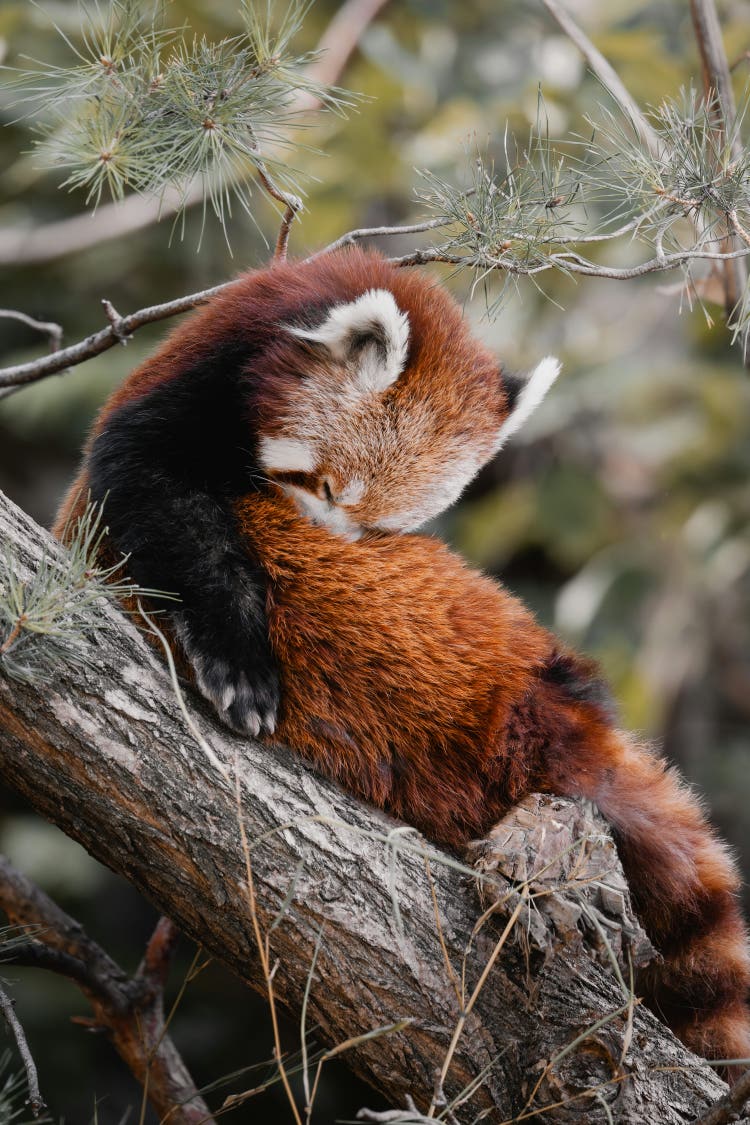 A red panda is curled up in a tree.